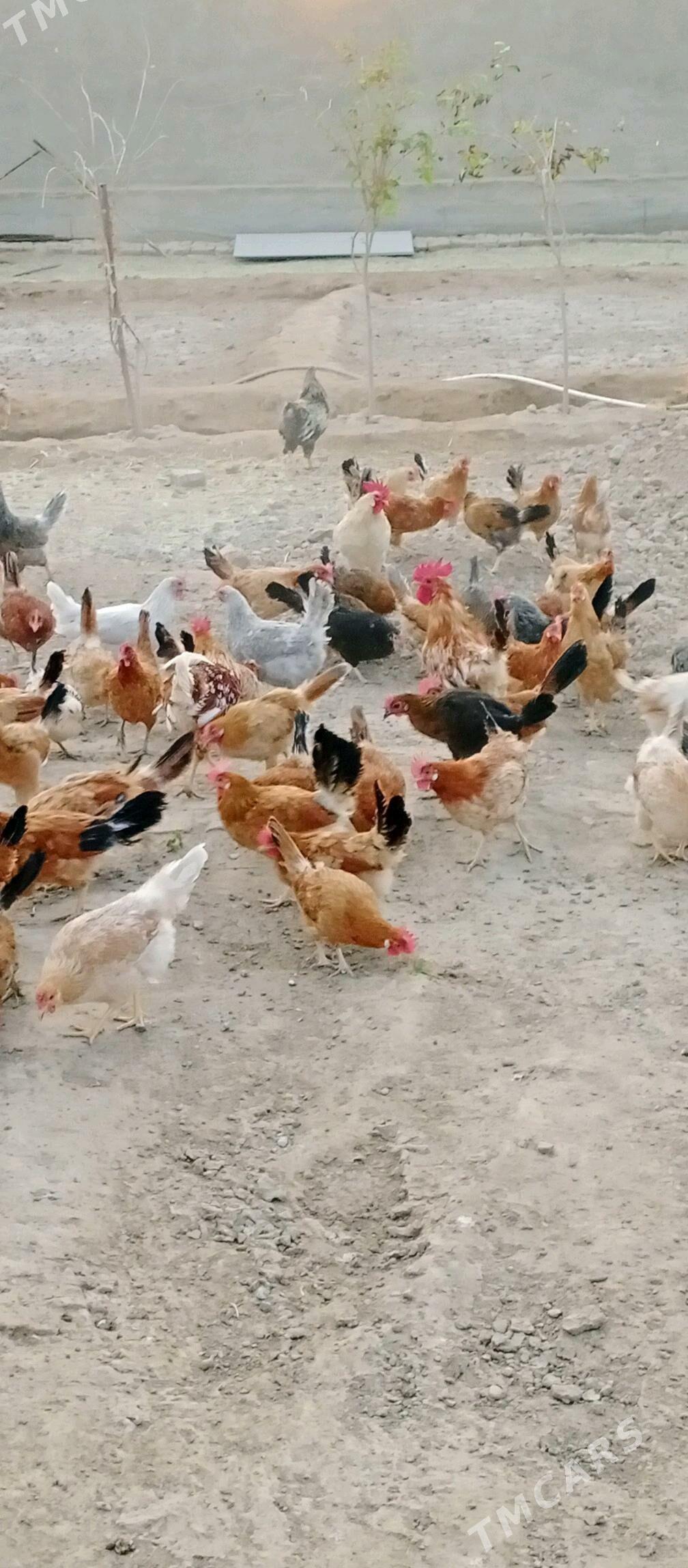 Towuk - Байрамали - img 1