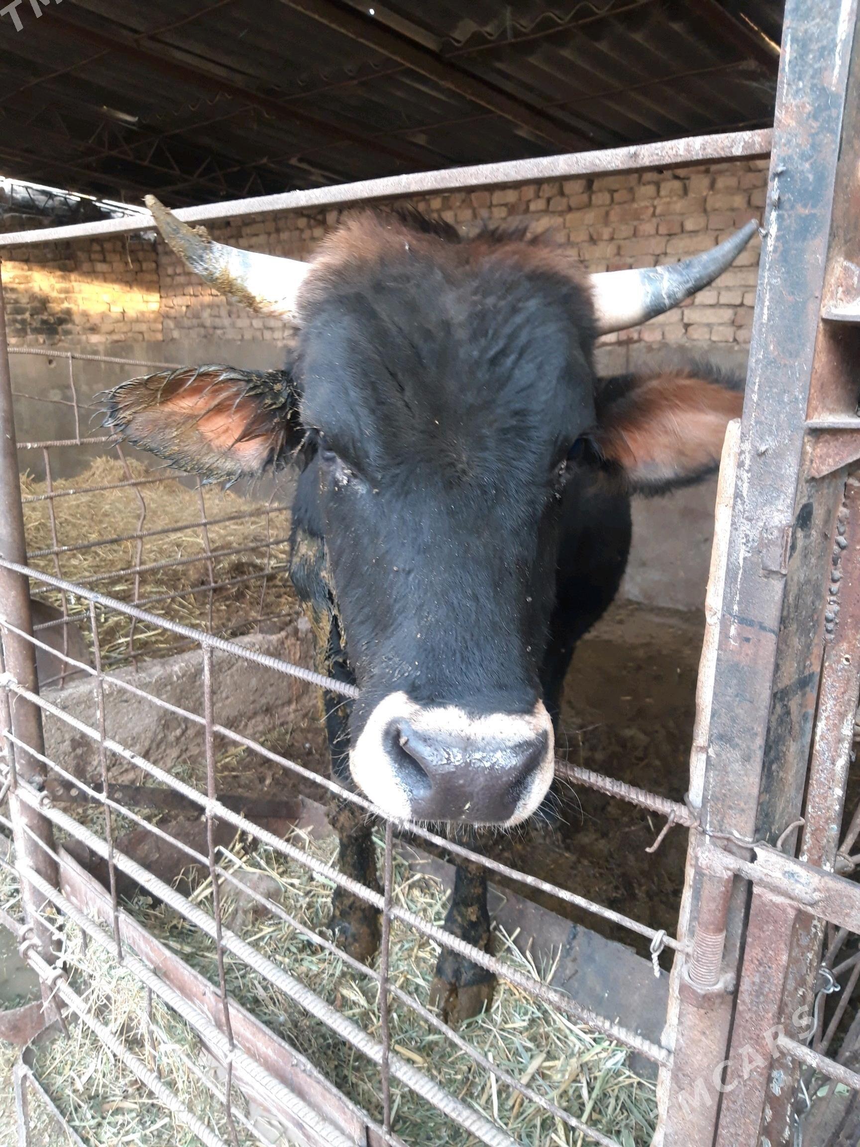 окуз - Kaka - img 1