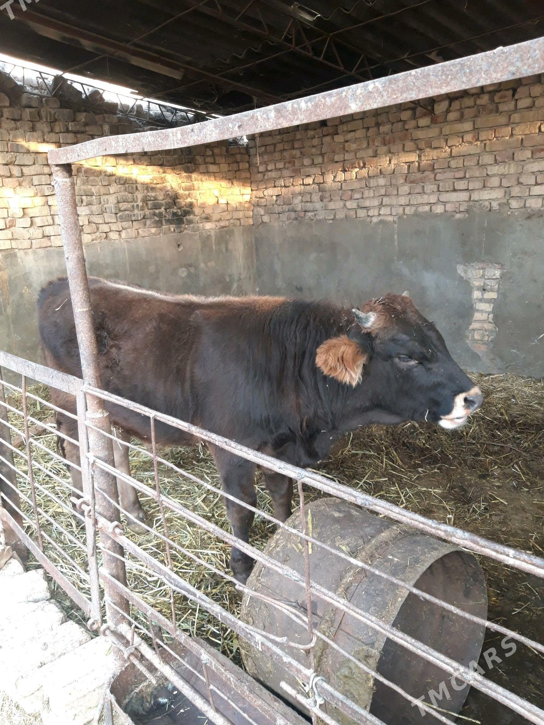 окуз - Kaka - img 3