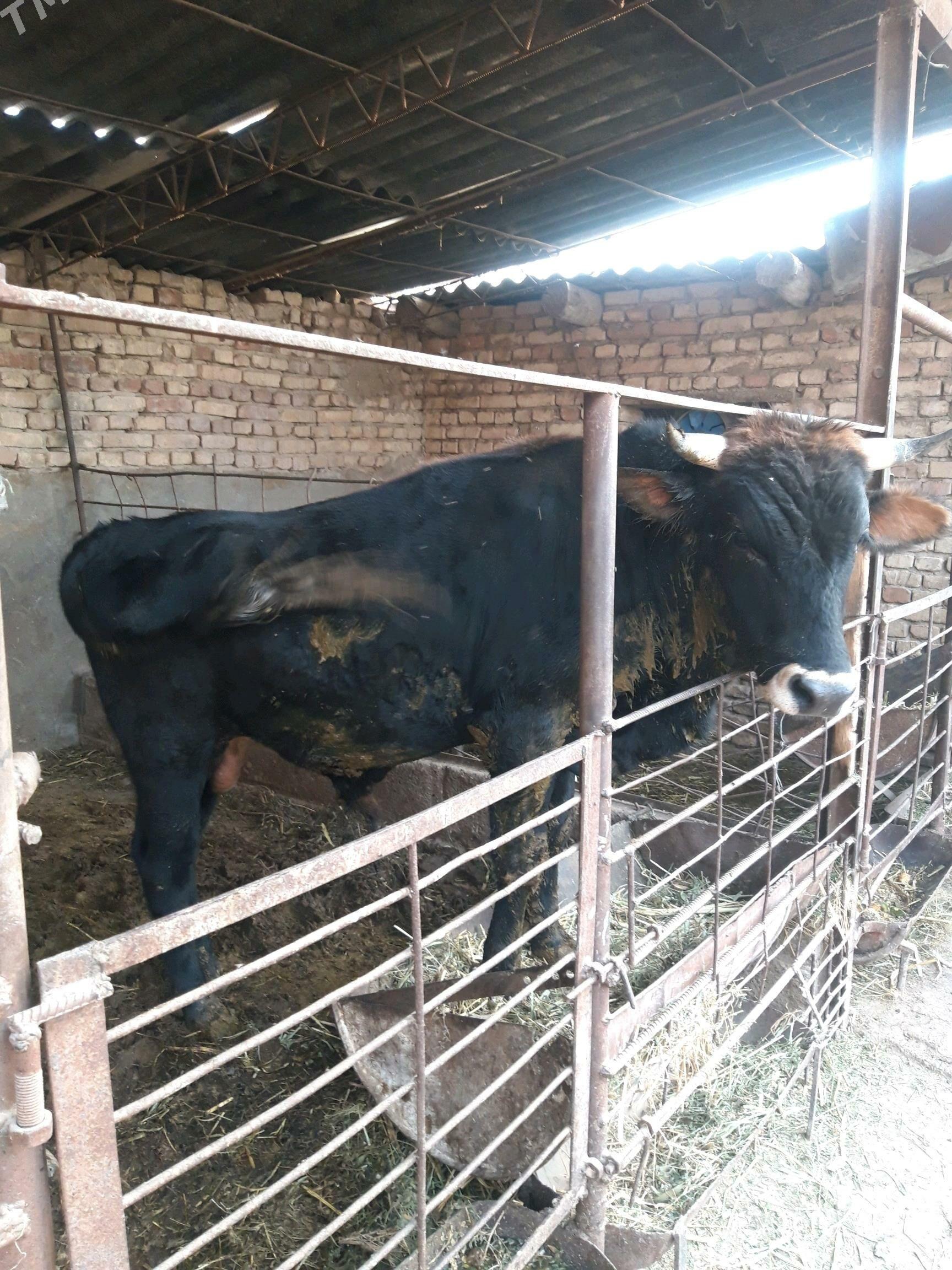 окуз - Kaka - img 2