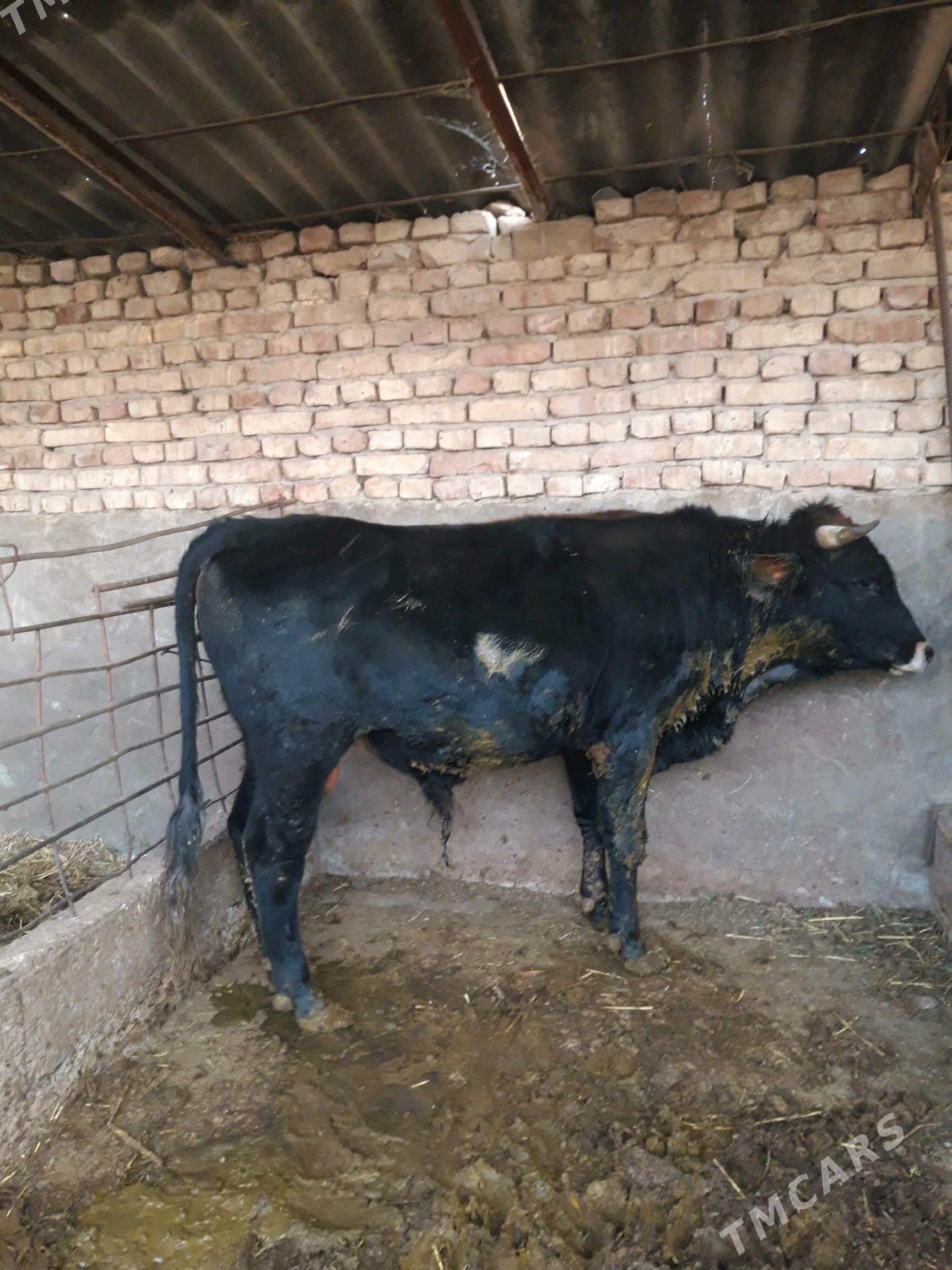 окуз - Kaka - img 4