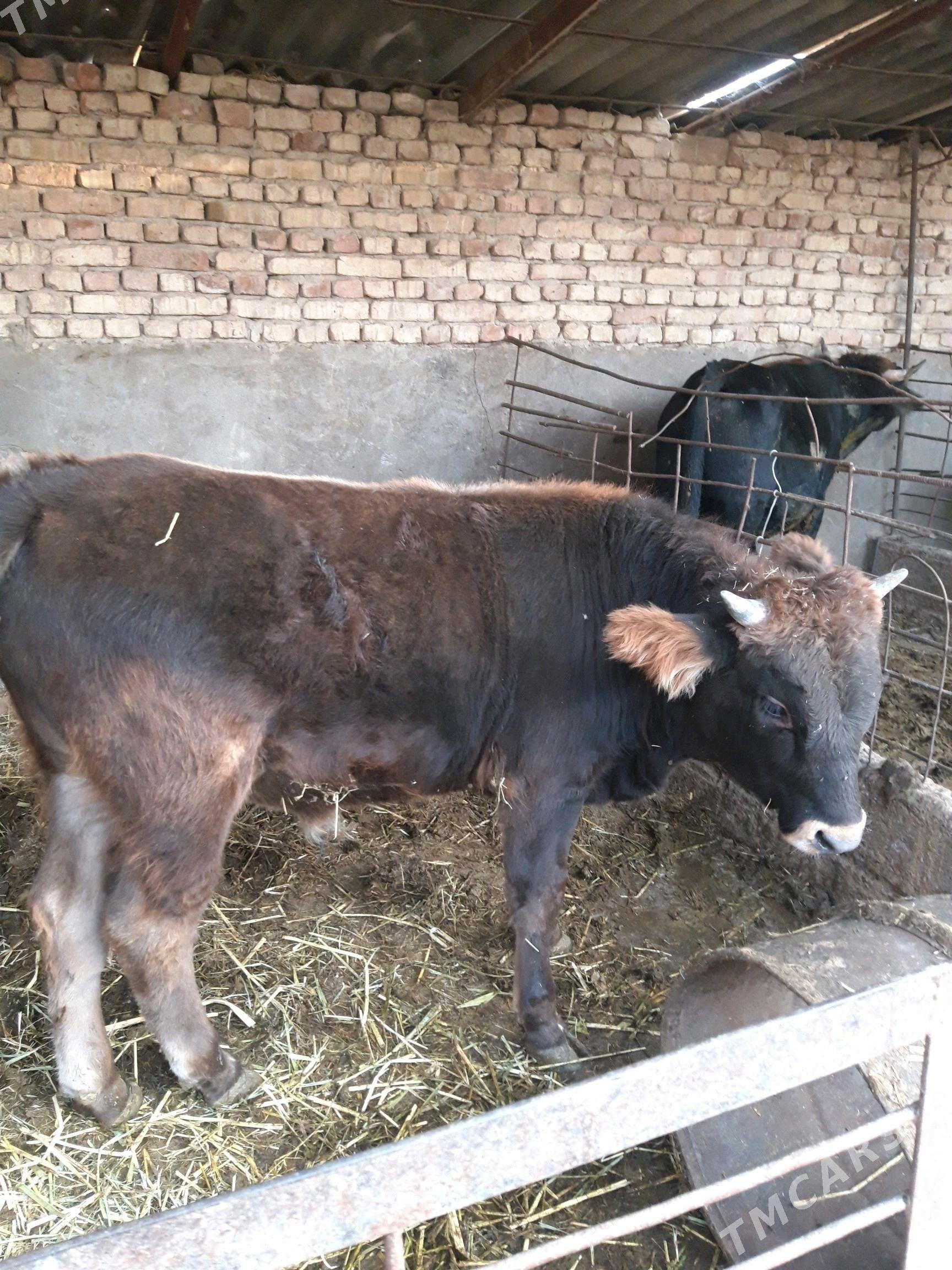 окуз - Kaka - img 5