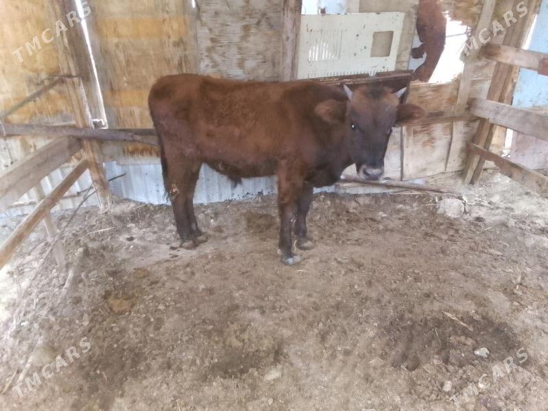 okuz - Türkmenbaşy - img 1