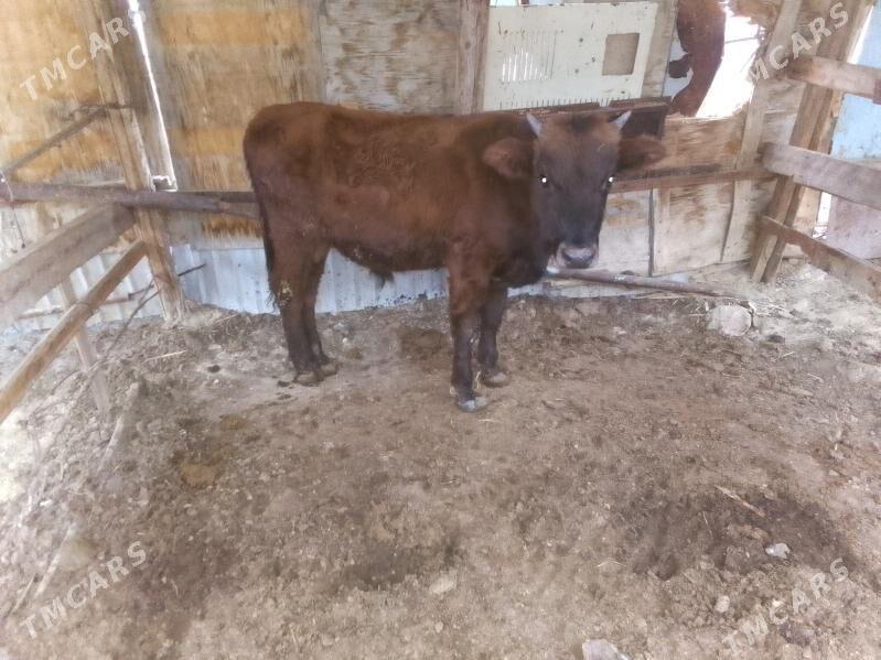 okuz - Türkmenbaşy - img 2