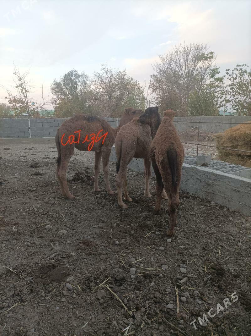 torum - Ак-Бугдайский этрап - img 3