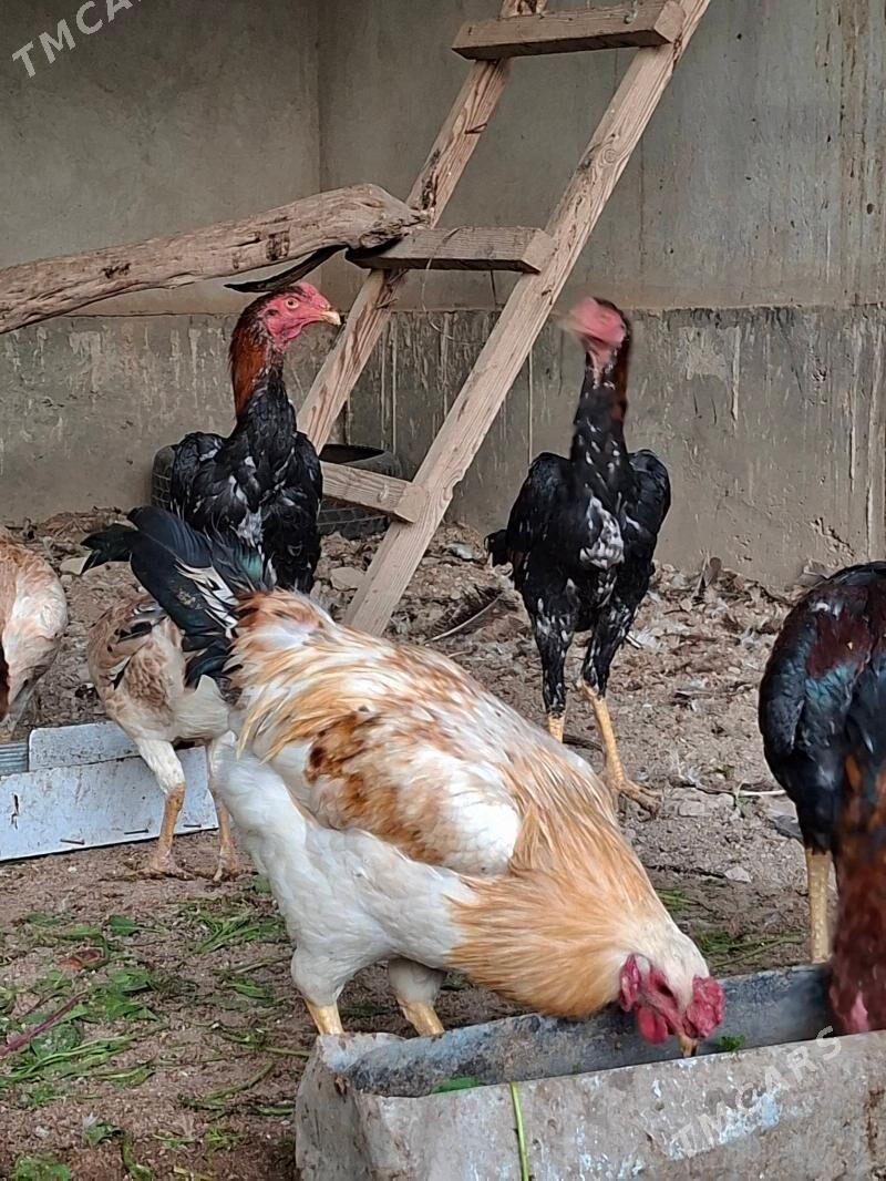 Bayes Horaz Maki - Туркменабат - img 2