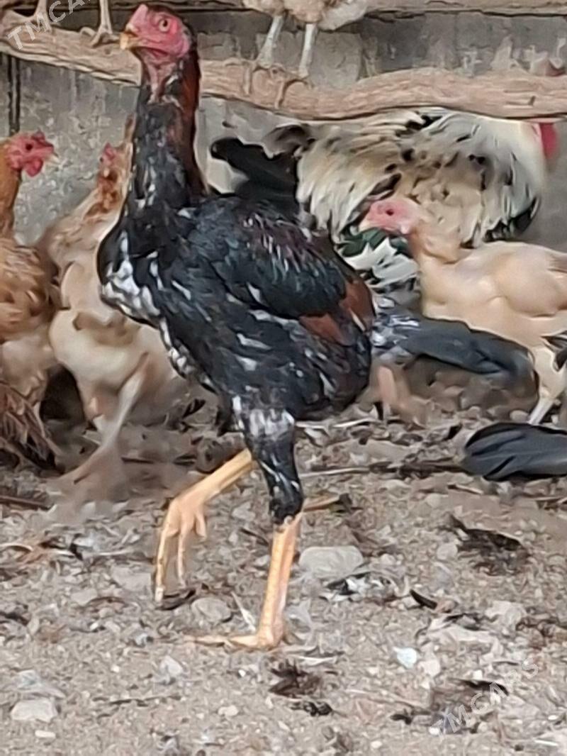 Bayes Horaz Maki - Туркменабат - img 5