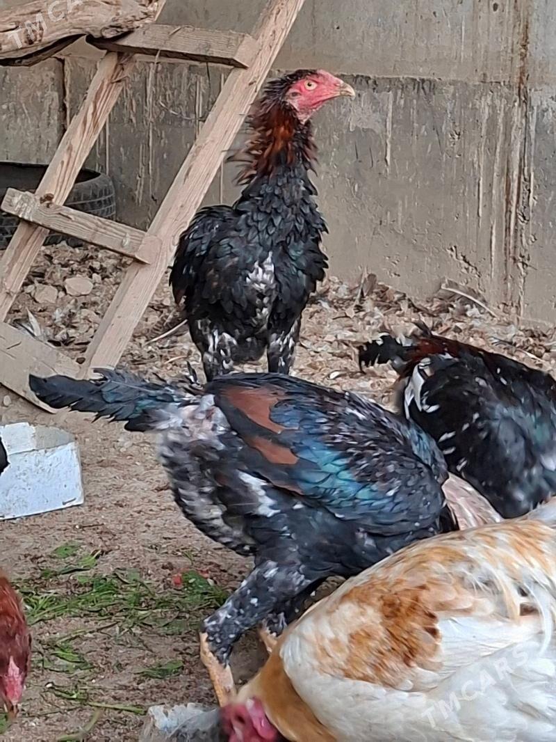 Bayes Horaz Maki - Туркменабат - img 4