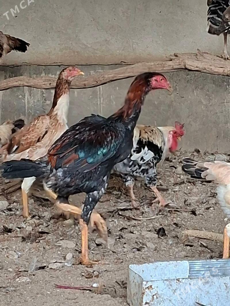 Bayes Horaz Maki - Туркменабат - img 3