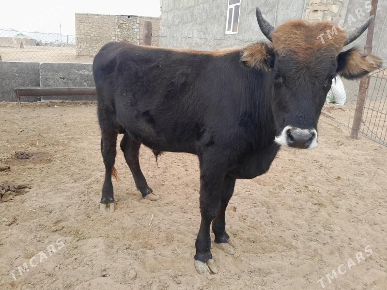 Okuz - Esenguly - img 2