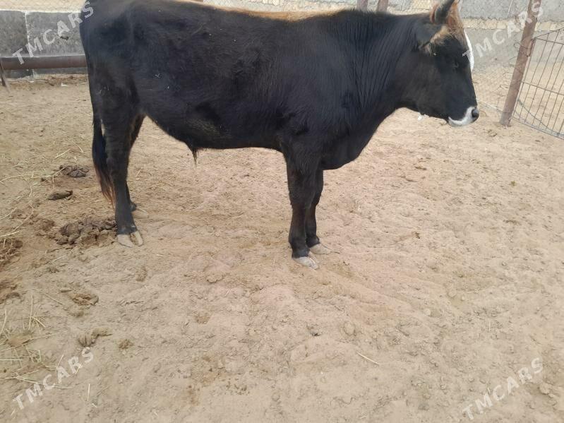 Okuz - Esenguly - img 1