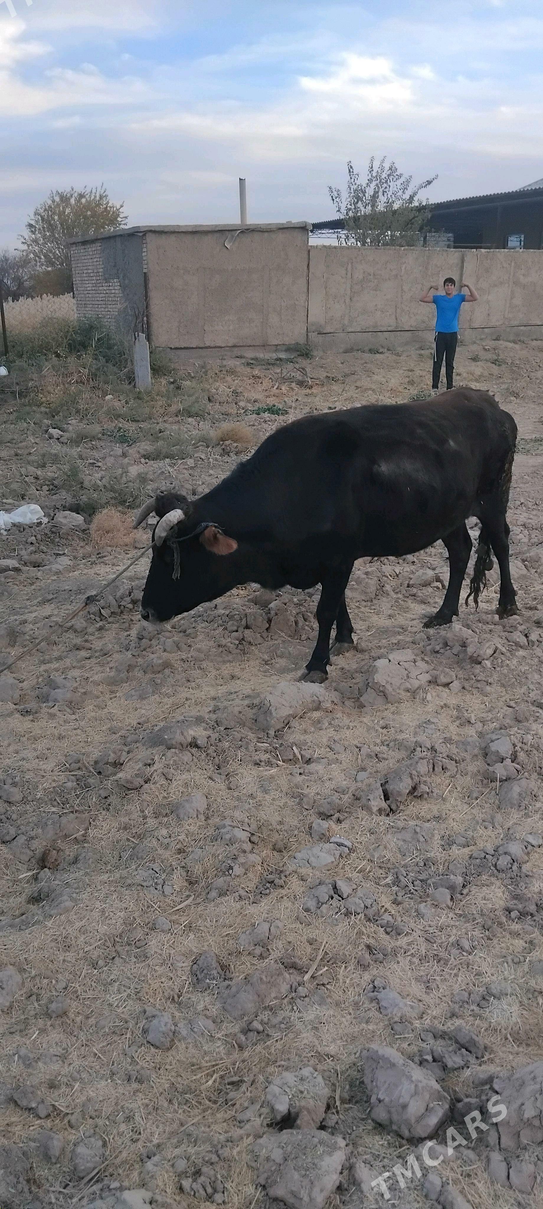 sygyr - Ýolöten - img 2