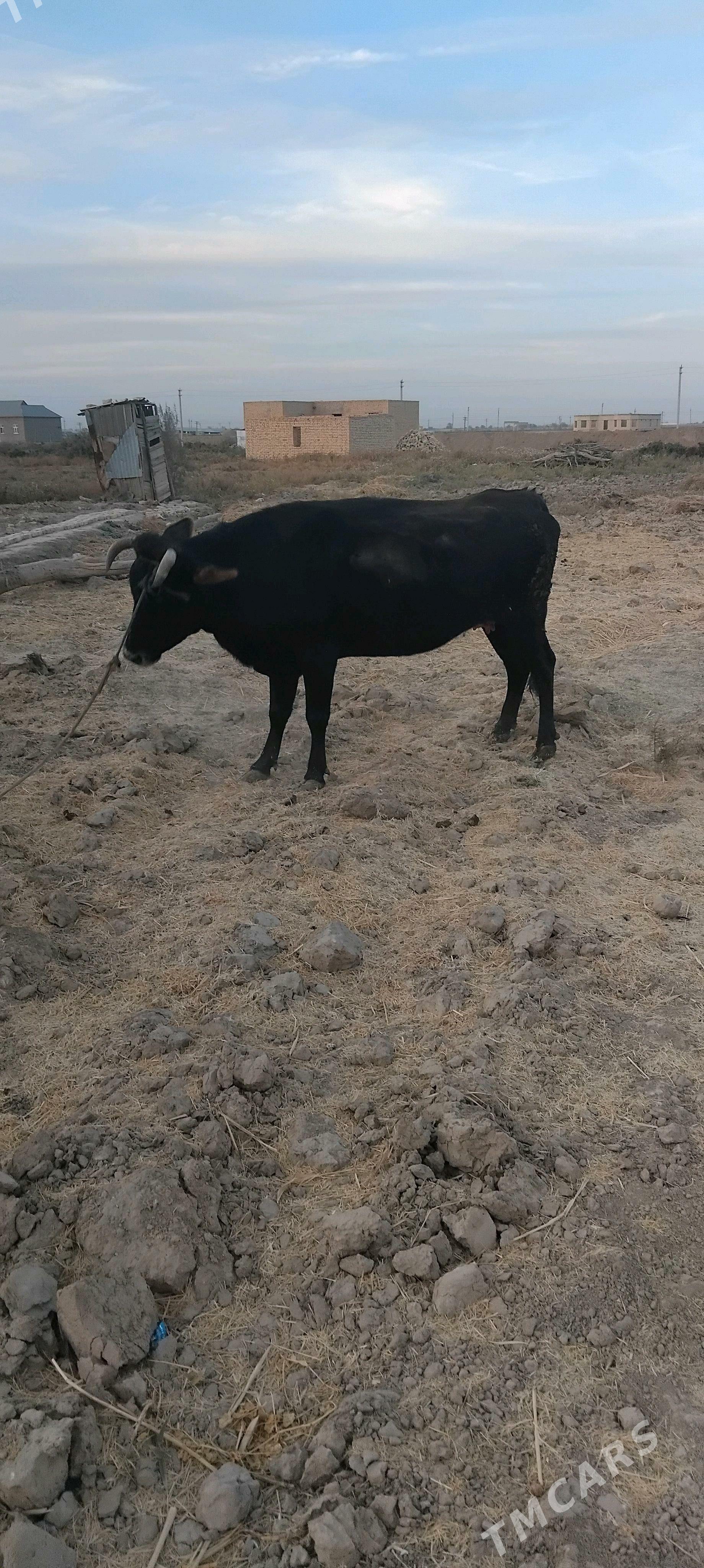 sygyr - Ýolöten - img 4