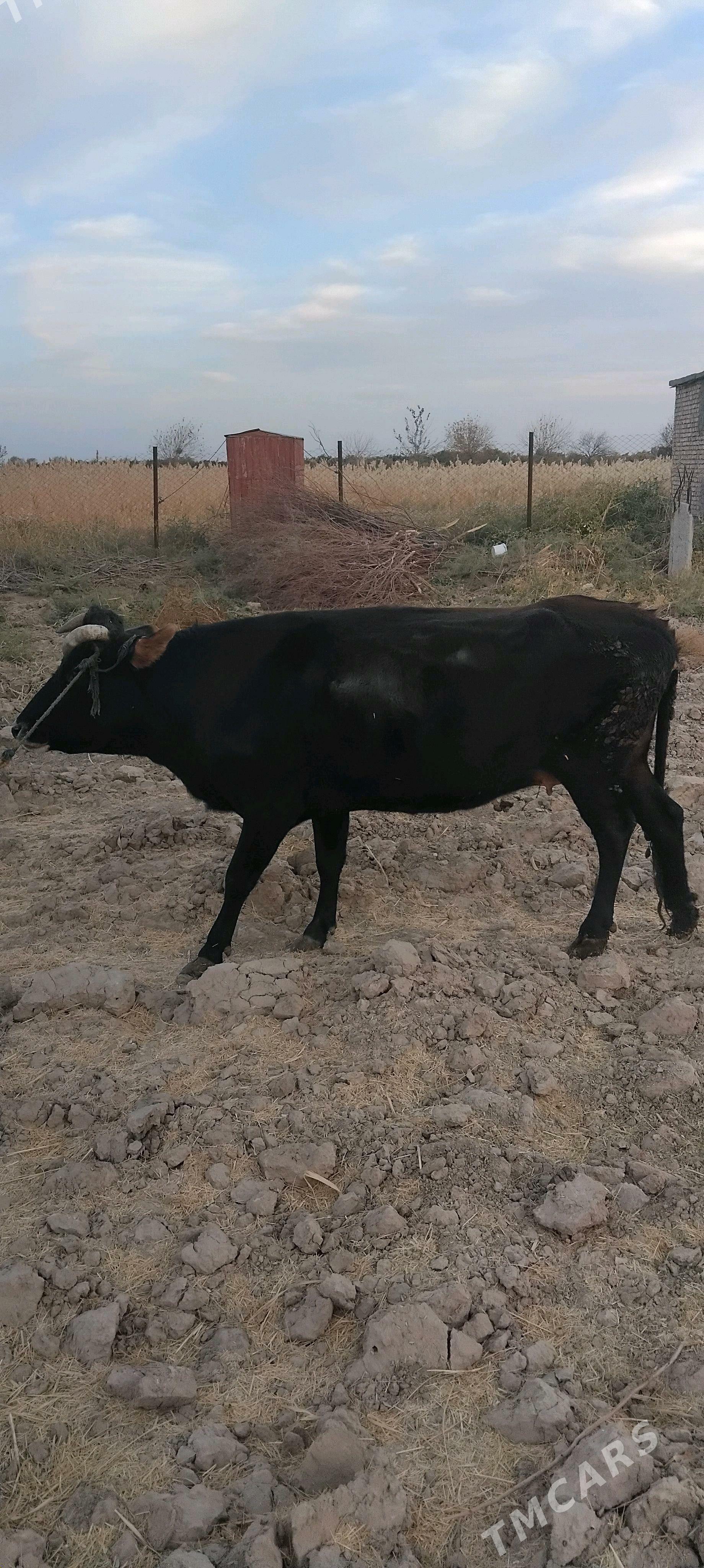 sygyr - Ýolöten - img 3