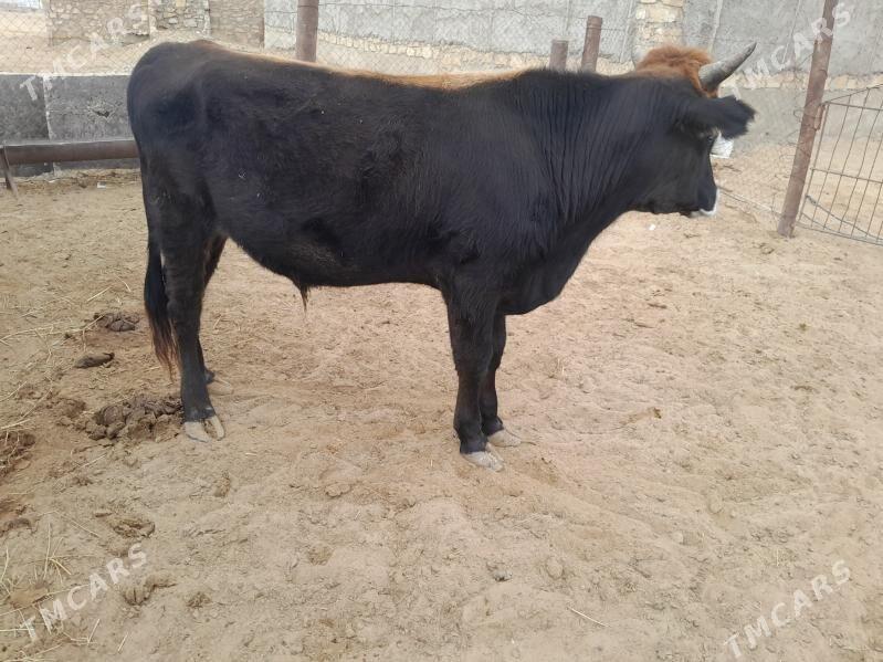 Okuz - Esenguly - img 3