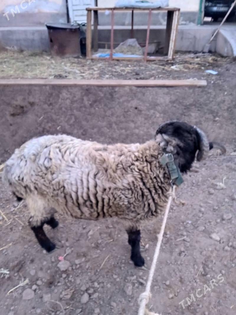 Arabi Koçkar - Gurbansoltan Eje - img 2