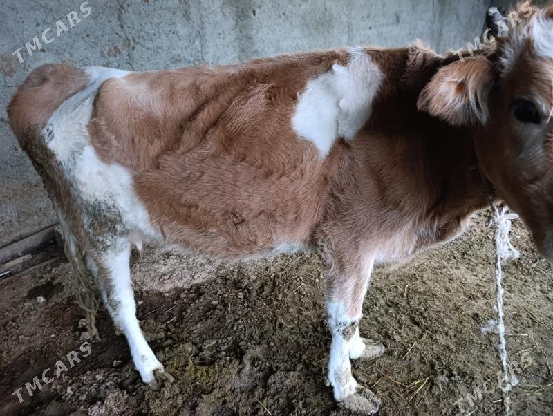 sygyr - Гёкдепе - img 3