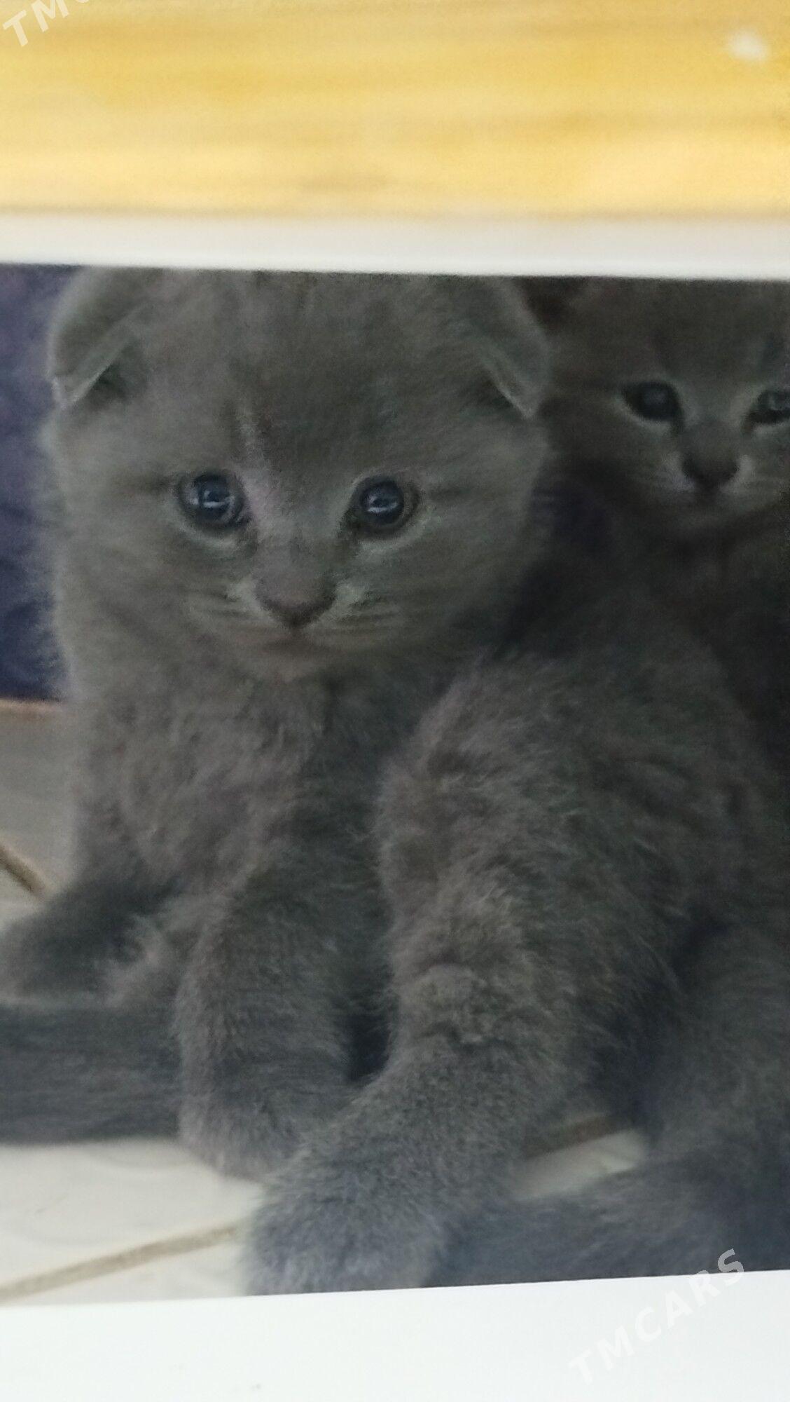 шотландский вислоухие pişijek - Aşgabat - img 7