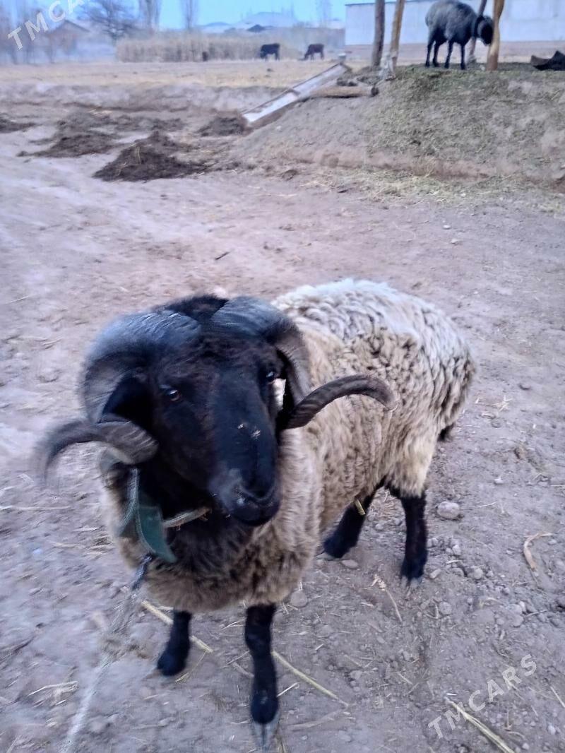 Arabi Koçkar - Gurbansoltan Eje - img 4