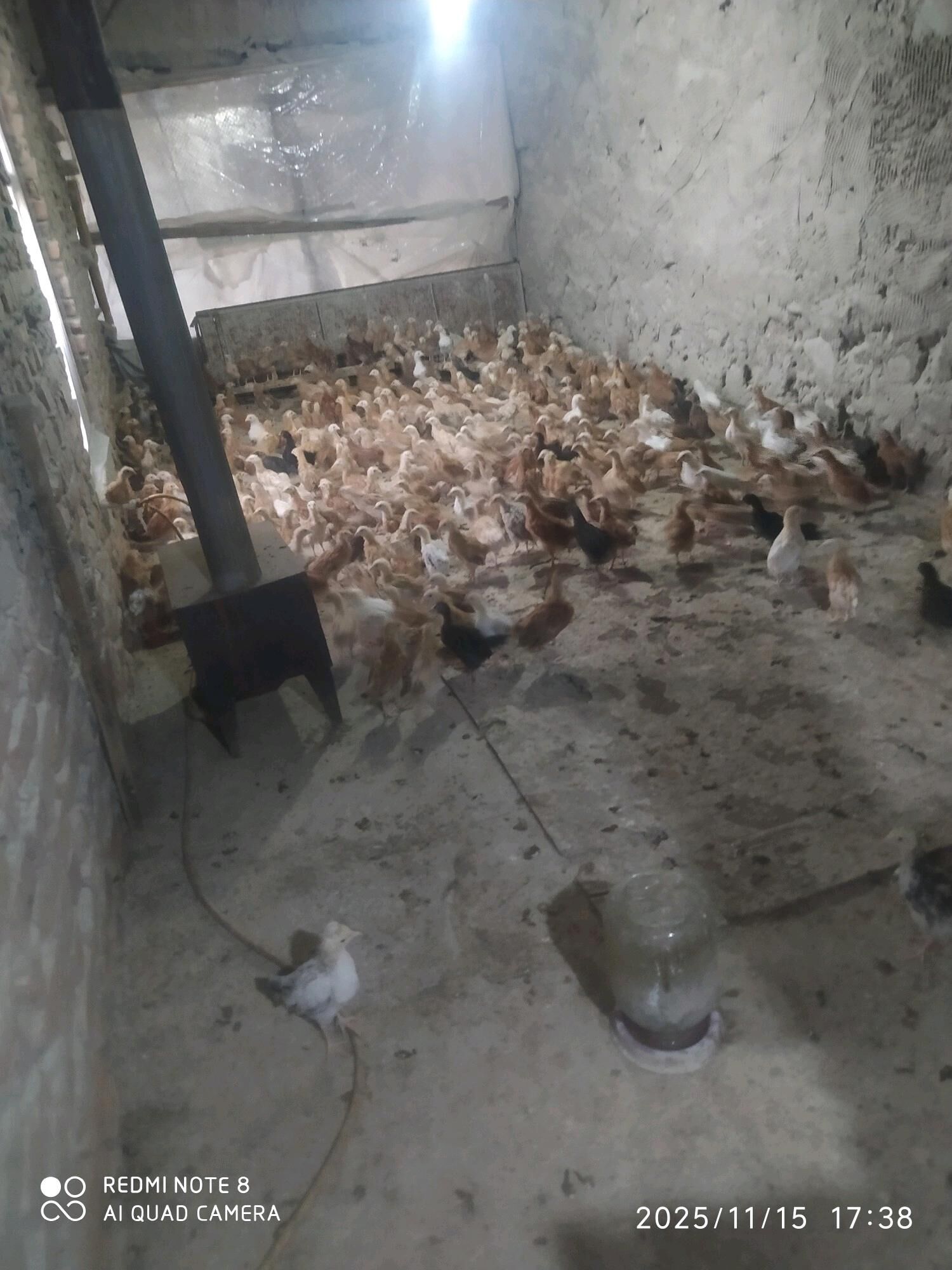 juje - Bäherden - img 2