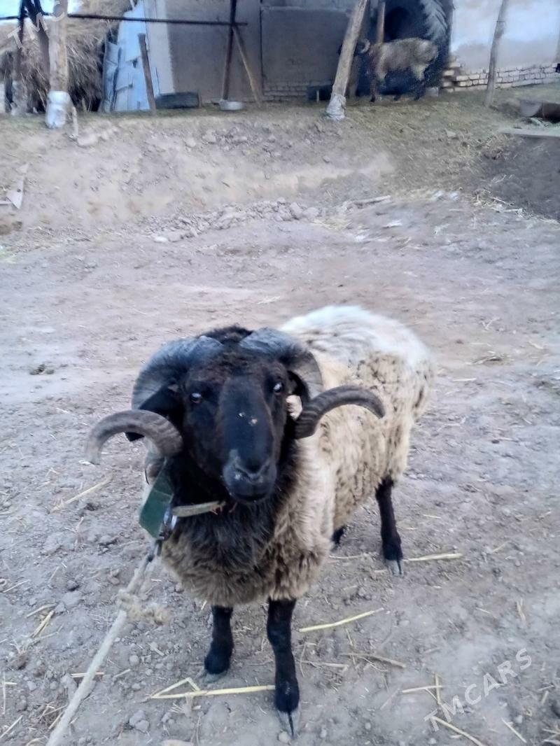 Arabi Koçkar - Gurbansoltan Eje - img 10