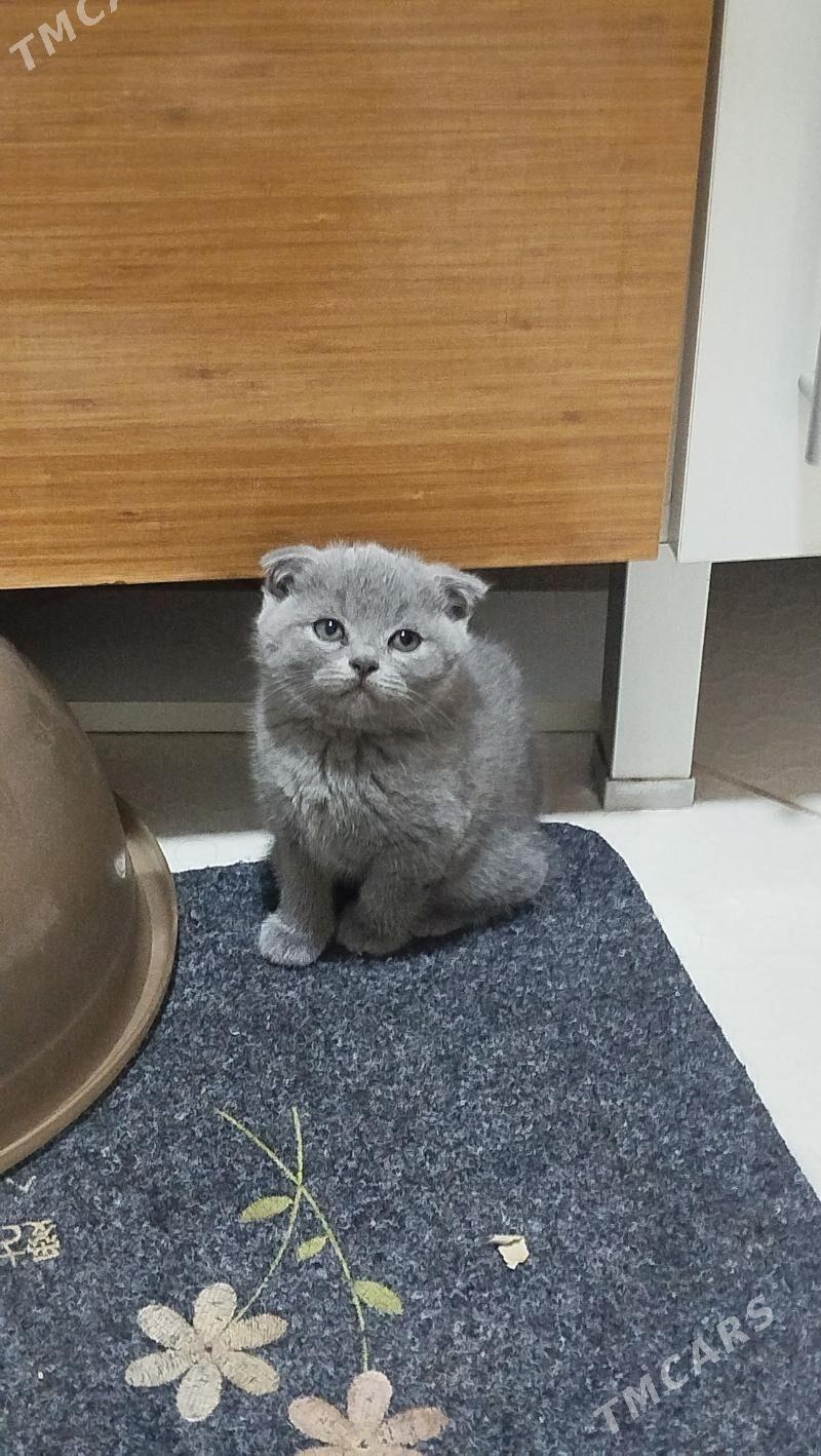 шотландский вислоухие pişijek - Aşgabat - img 8