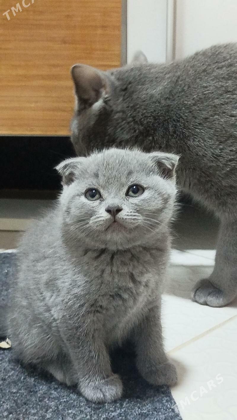 шотландский вислоухие pişijek - Aşgabat - img 10