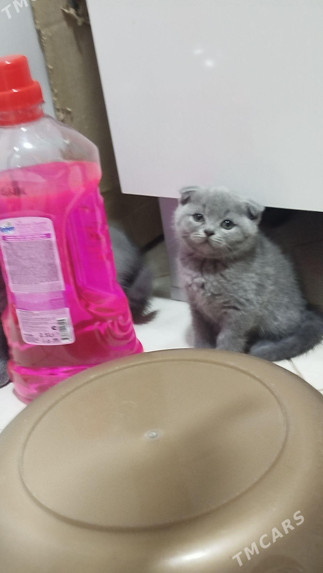 шотландский вислоухие pişijek - Aşgabat - img 1