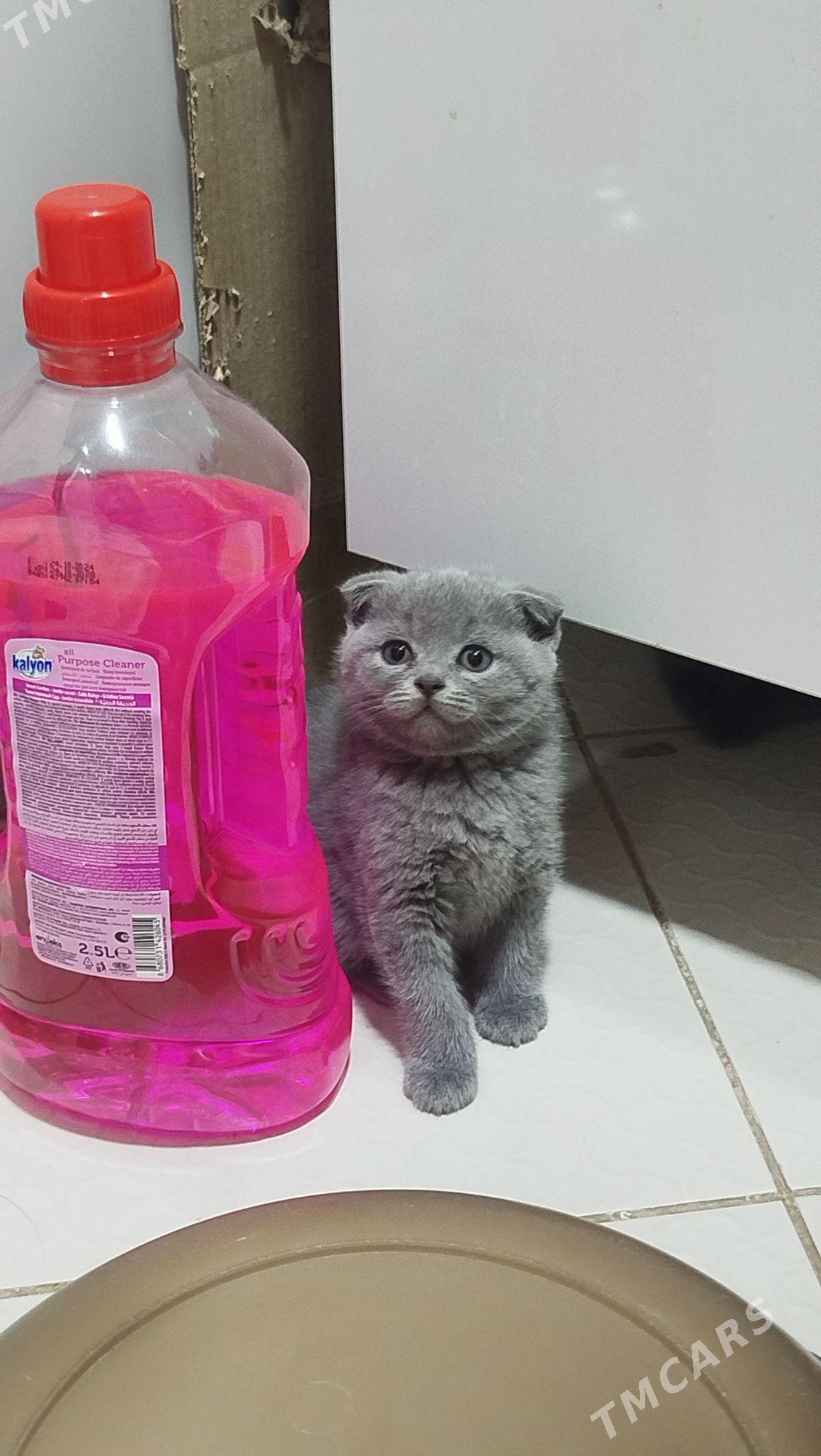 шотландский вислоухие pişijek - Aşgabat - img 2