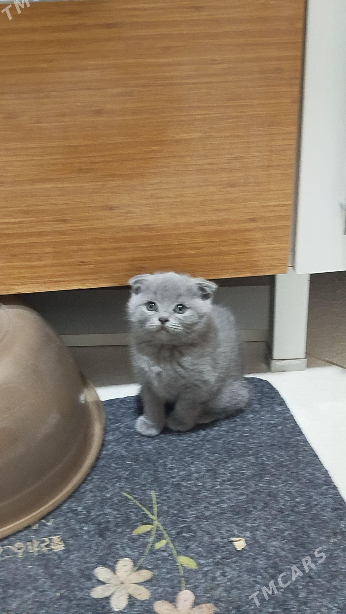 шотландский вислоухие pişijek - Aşgabat - img 9