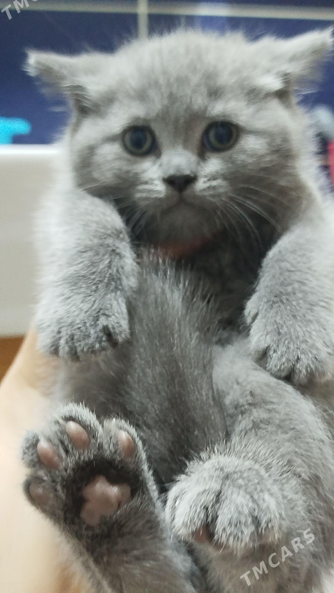 шотландский вислоухие pişijek - Aşgabat - img 3