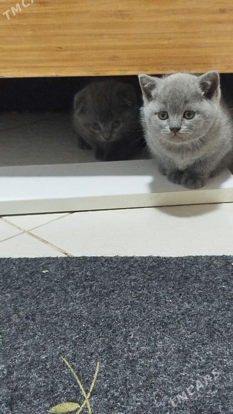 шотландский вислоухие pişijek - Aşgabat - img 5