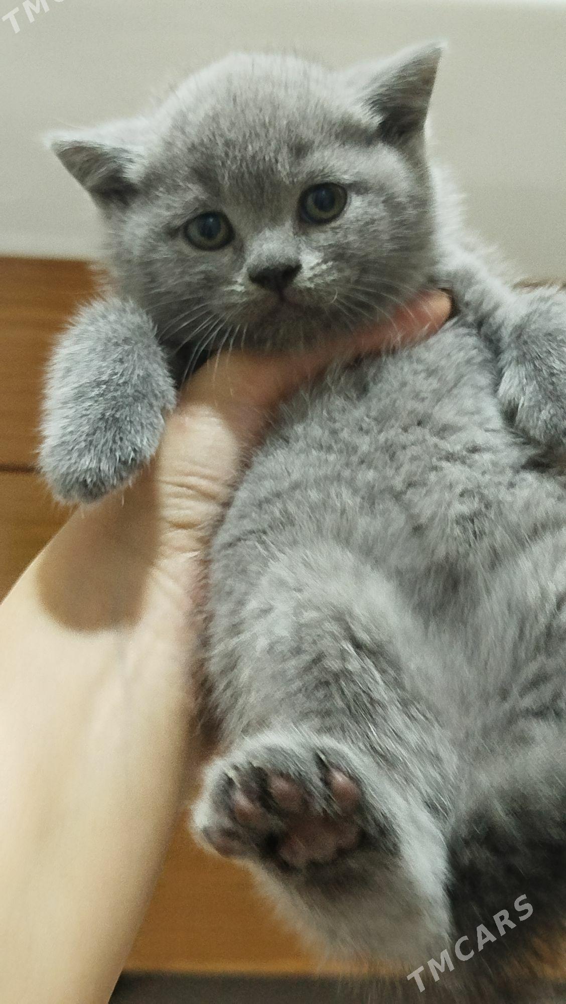 шотландский вислоухие pişijek - Aşgabat - img 6