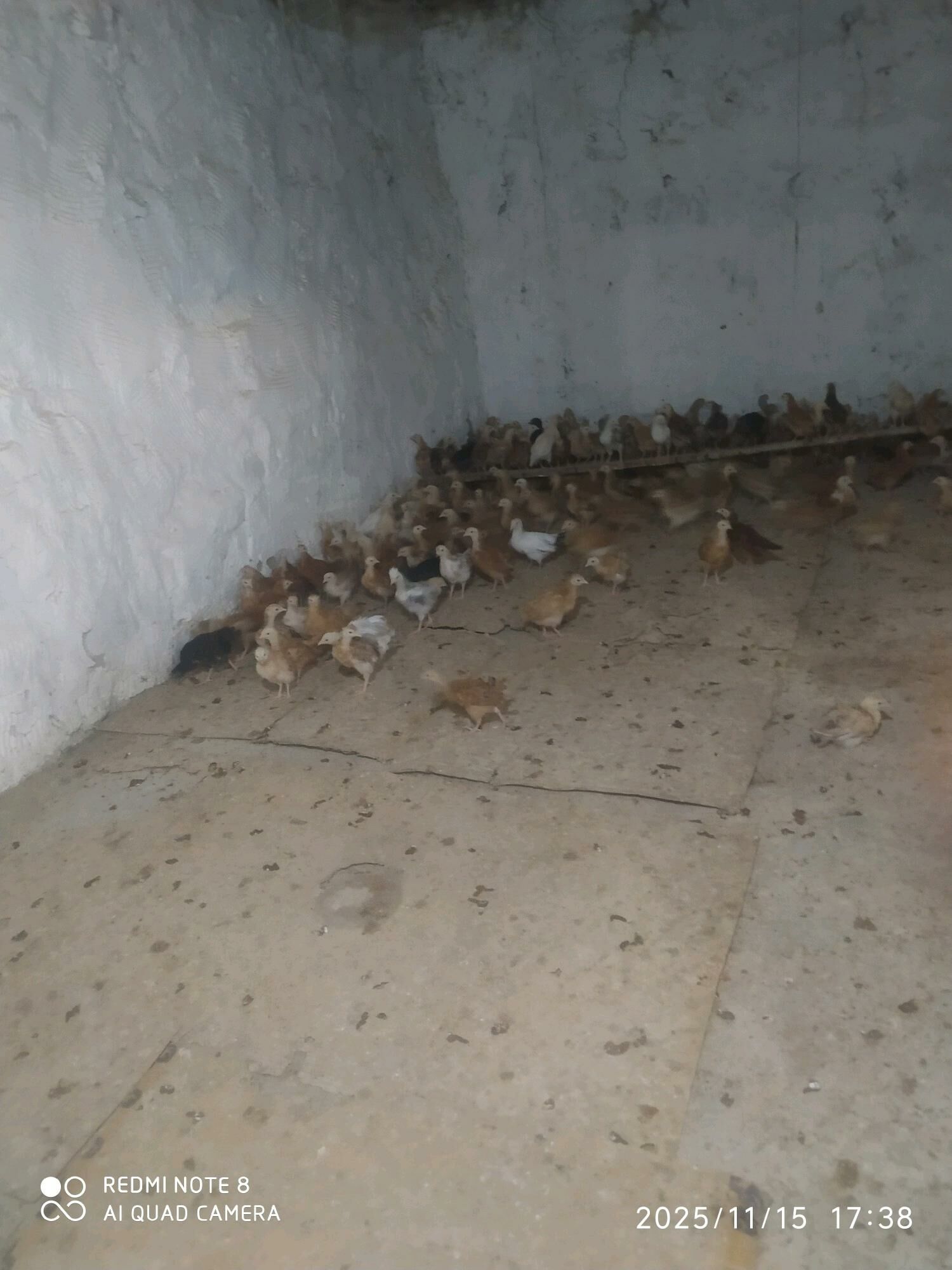 juje - Bäherden - img 3