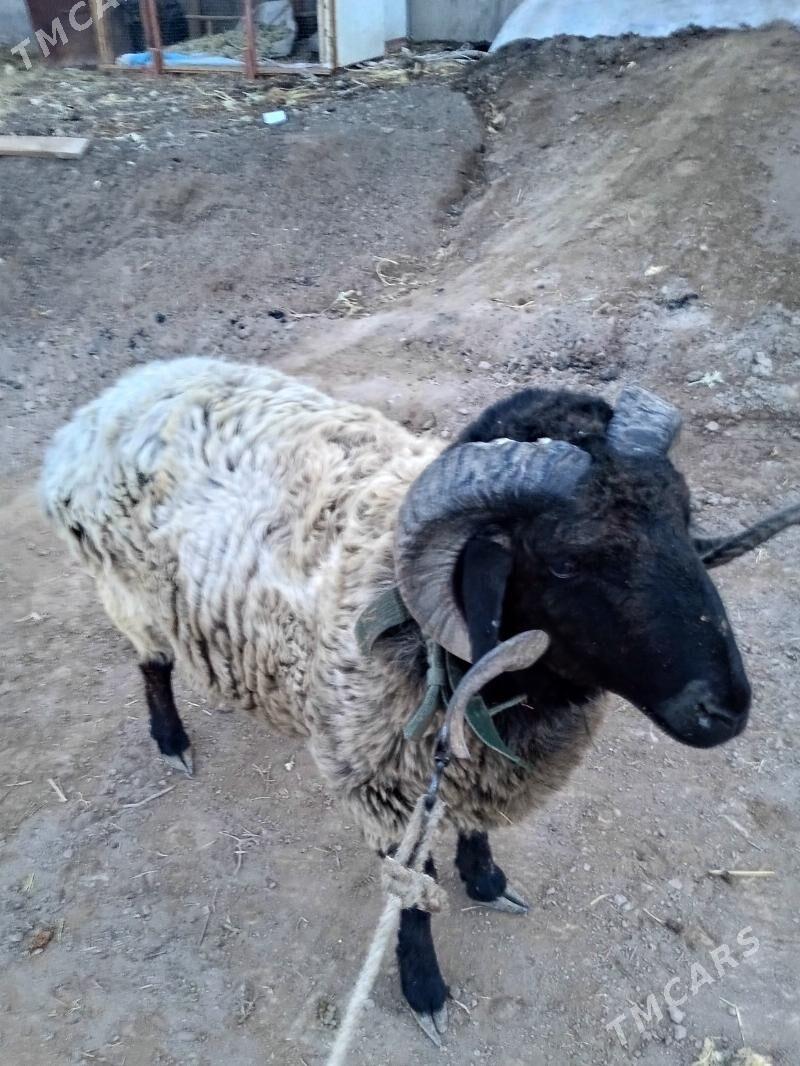 Arabi Koçkar - Gurbansoltan Eje - img 5