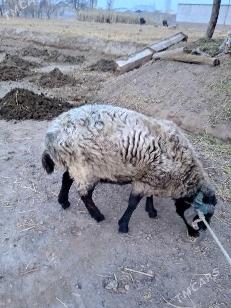 Arabi Koçkar - Gurbansoltan Eje - img 3