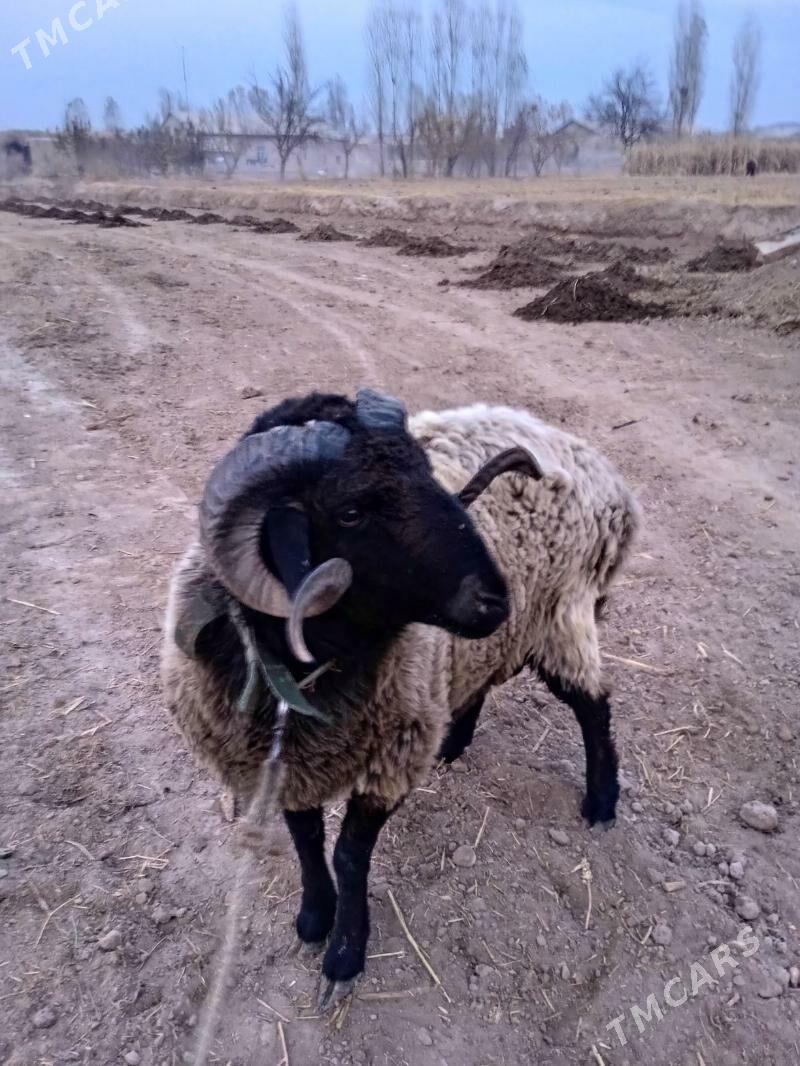 Arabi Koçkar - Gurbansoltan Eje - img 9