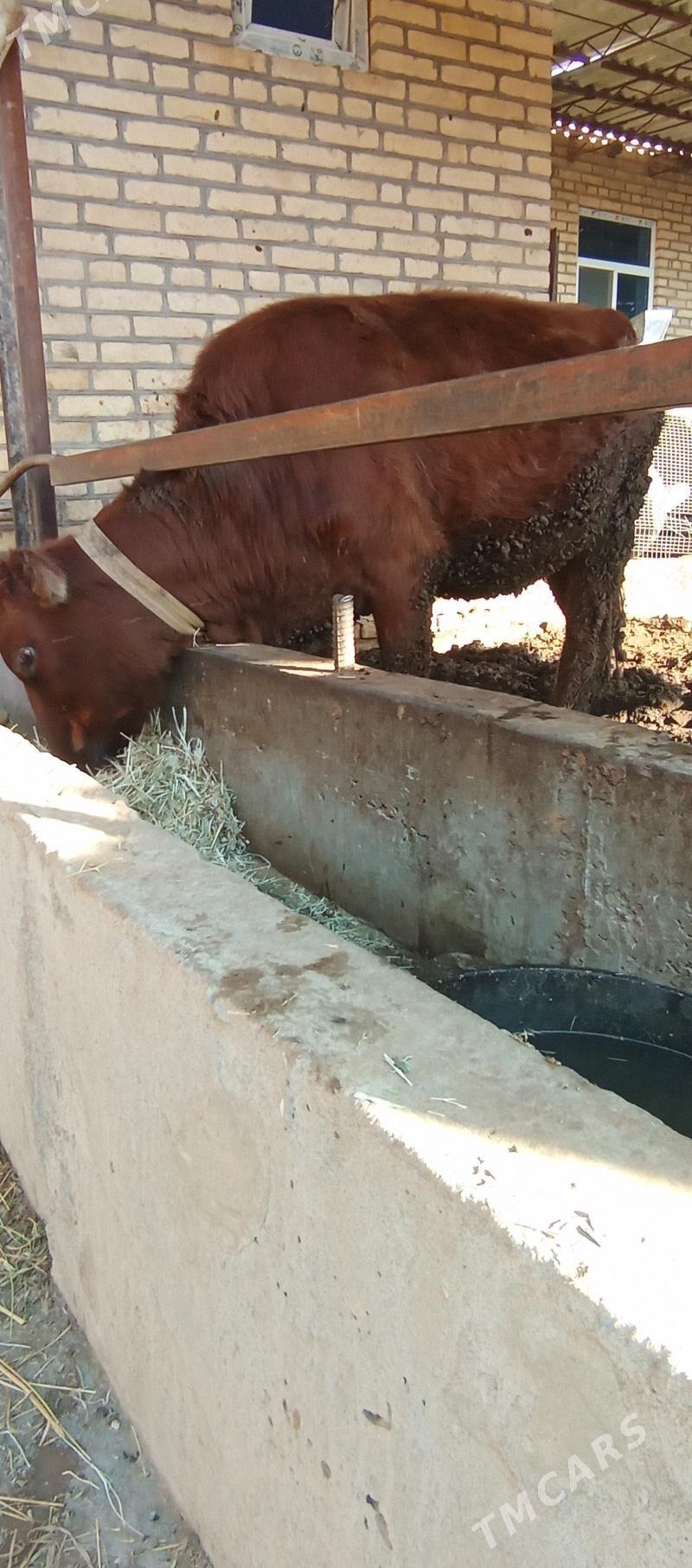 gunajynlar - Саят - img 3