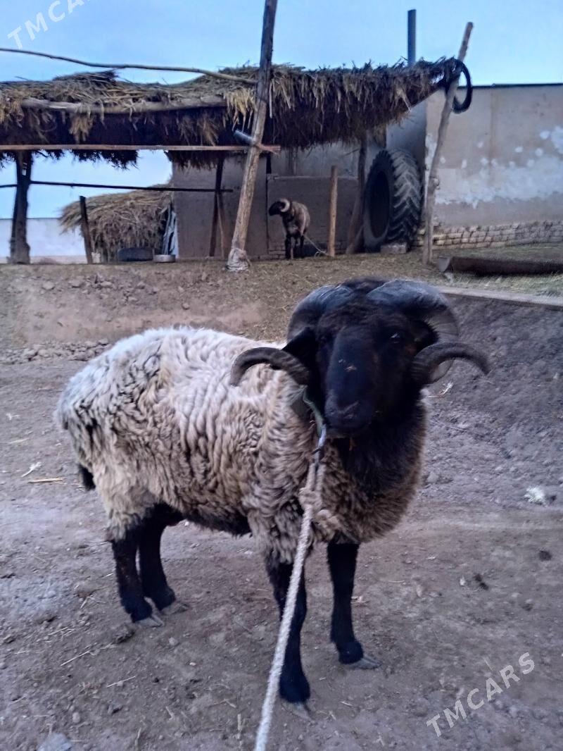 Arabi Koçkar - Gurbansoltan Eje - img 6