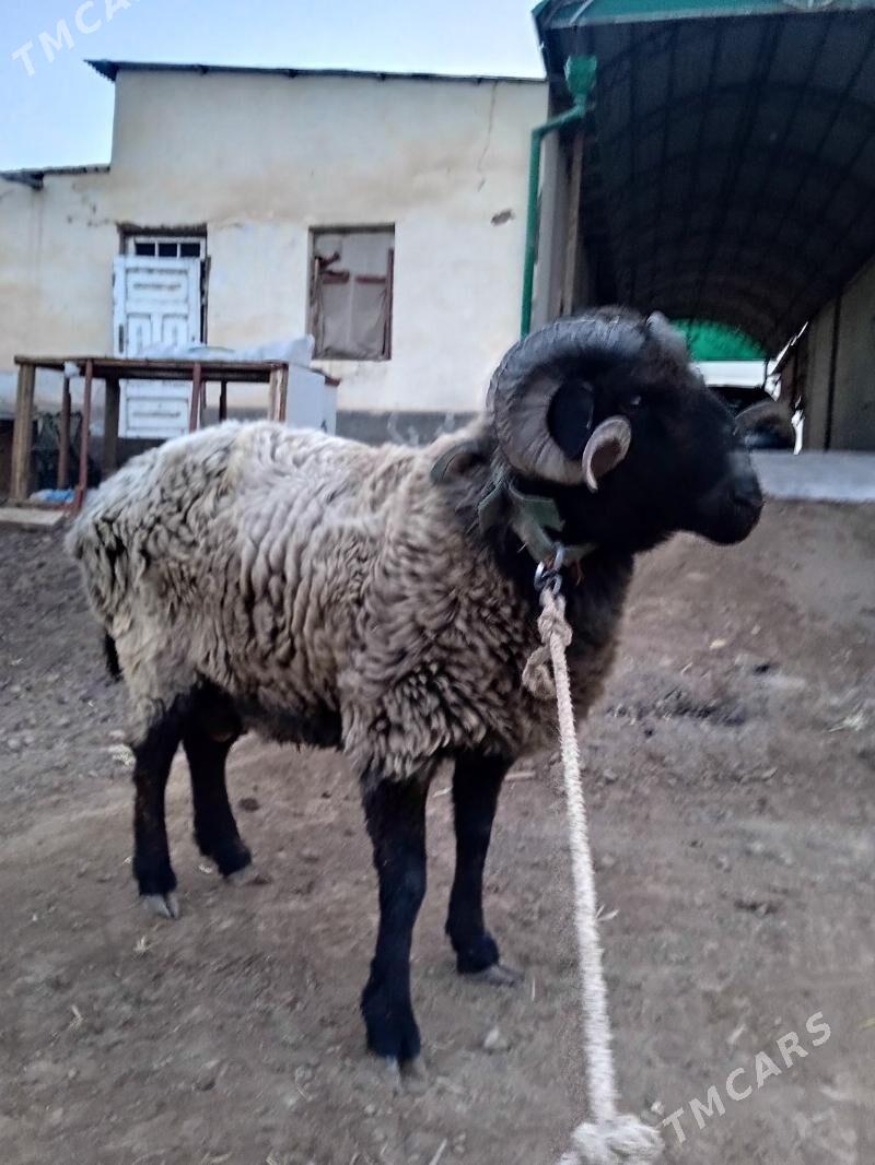 Arabi Koçkar - Gurbansoltan Eje - img 8