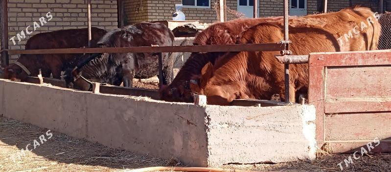 gunajynlar - Саят - img 5