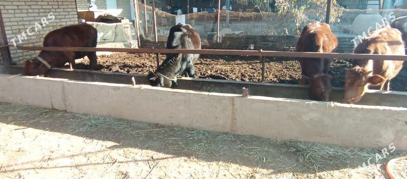 gunajynlar - Саят - img 4