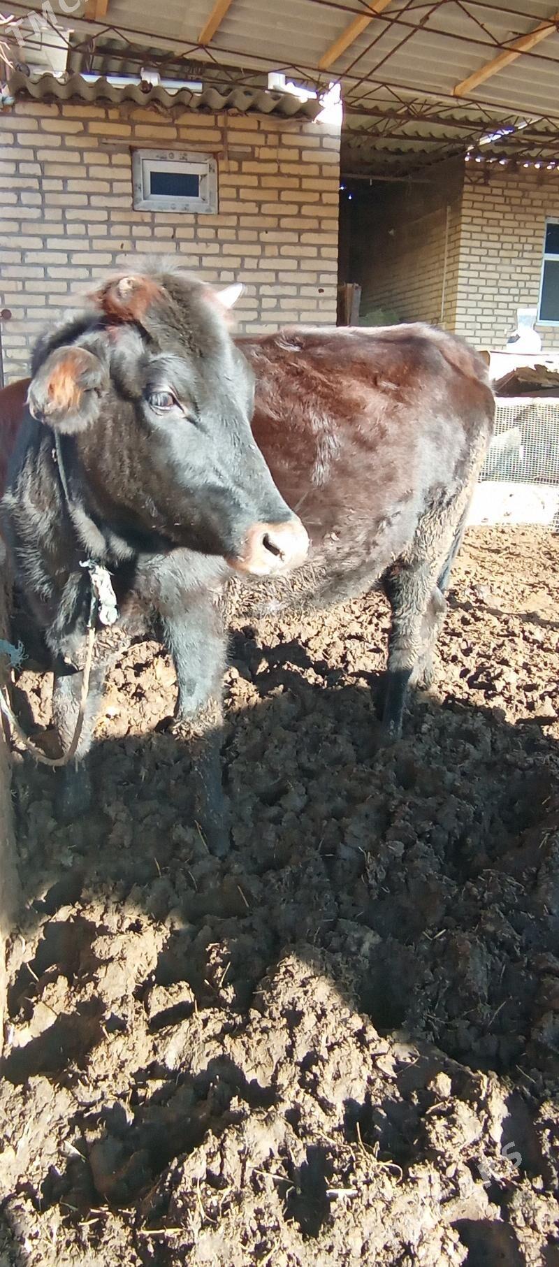 gunajynlar - Саят - img 2