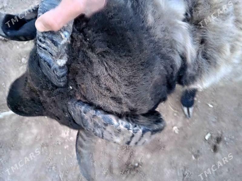 Arabi Koçkar - Gurbansoltan Eje - img 7