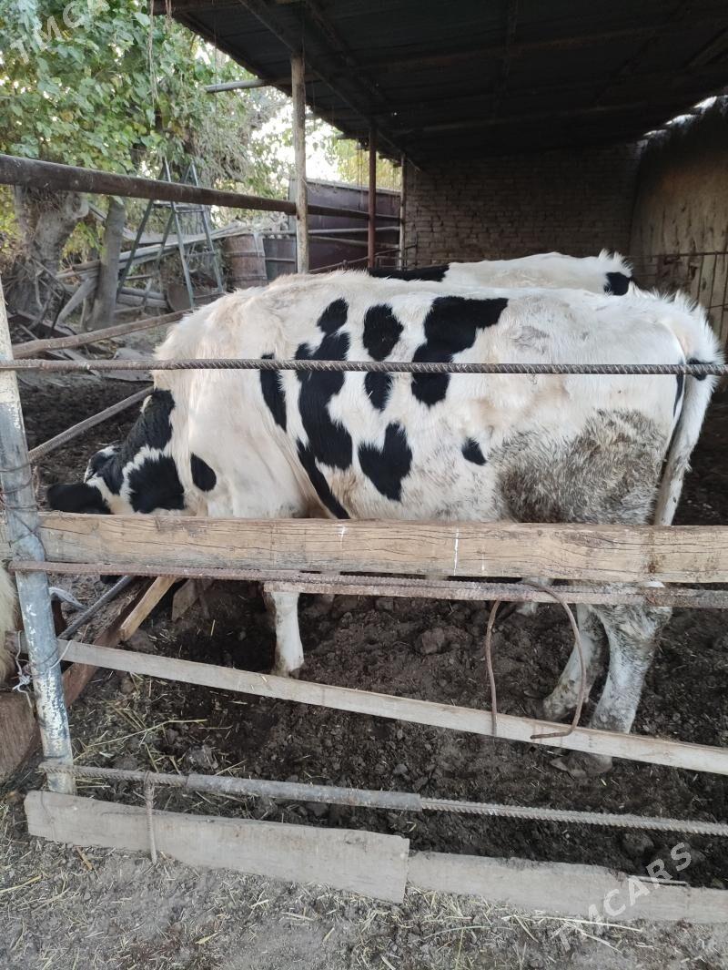 Galşteyin okuz - Чарджоу - img 3