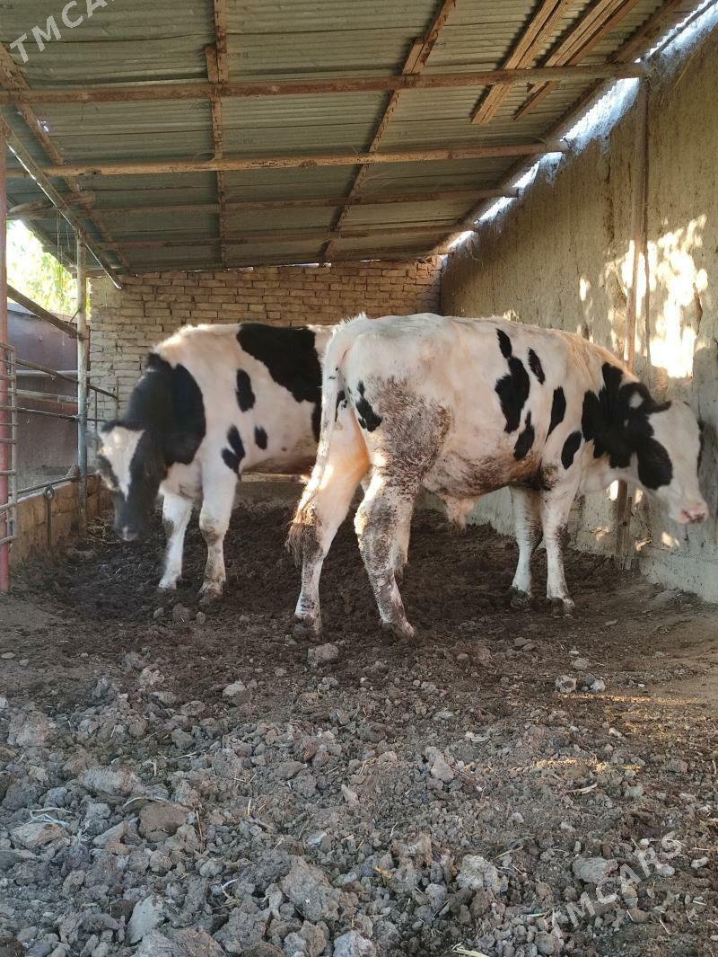 Galşteyin okuz - Чарджоу - img 2