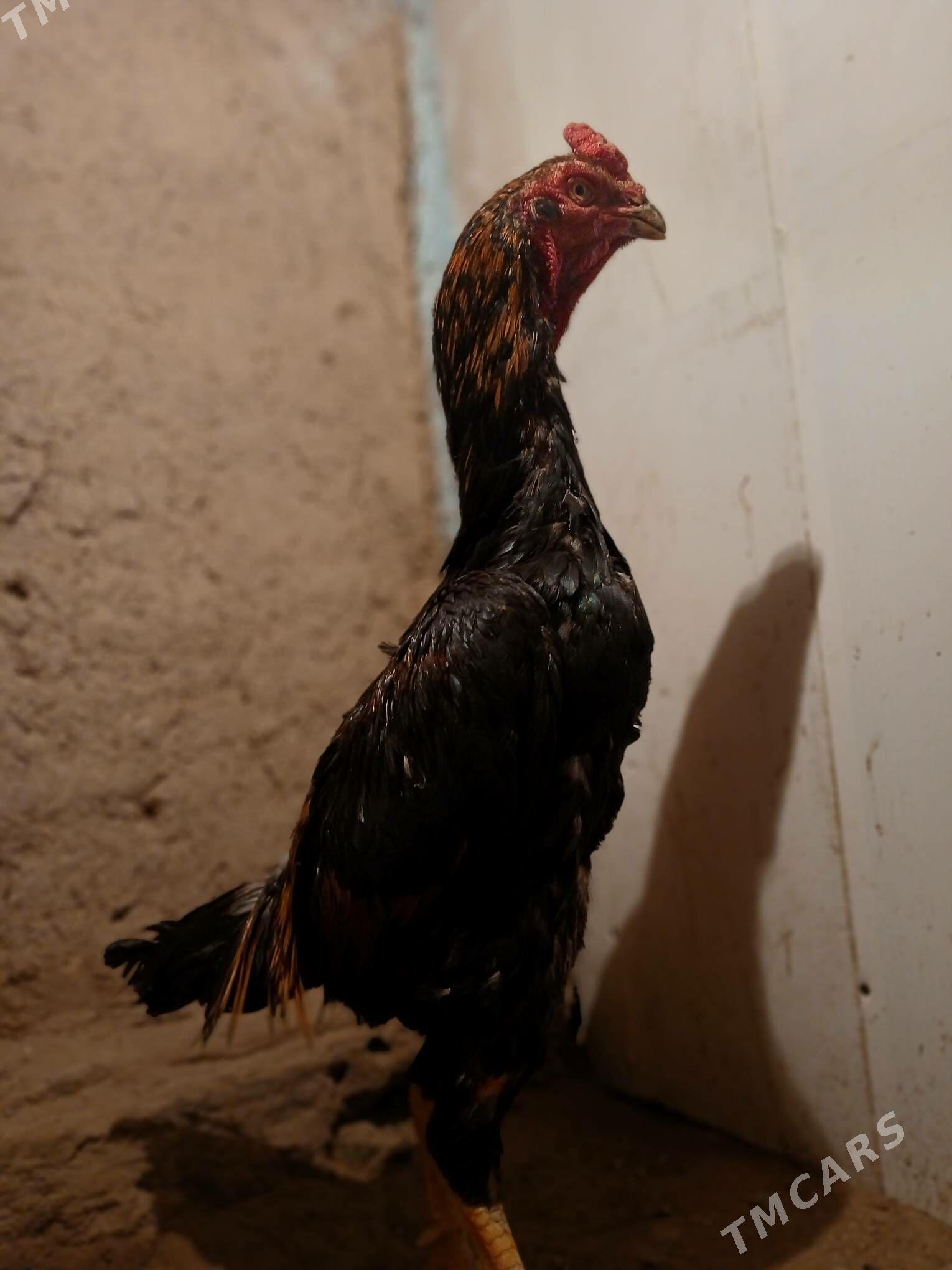 horaz - Daşoguz - img 3