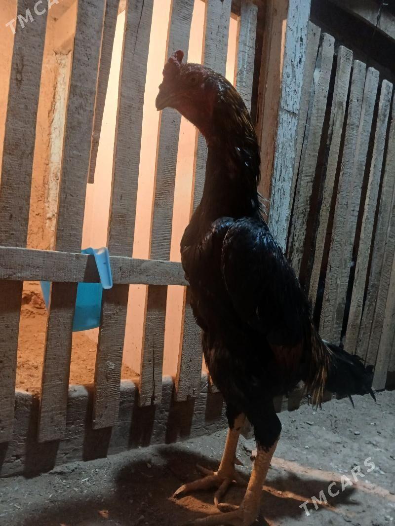 horaz - Daşoguz - img 2