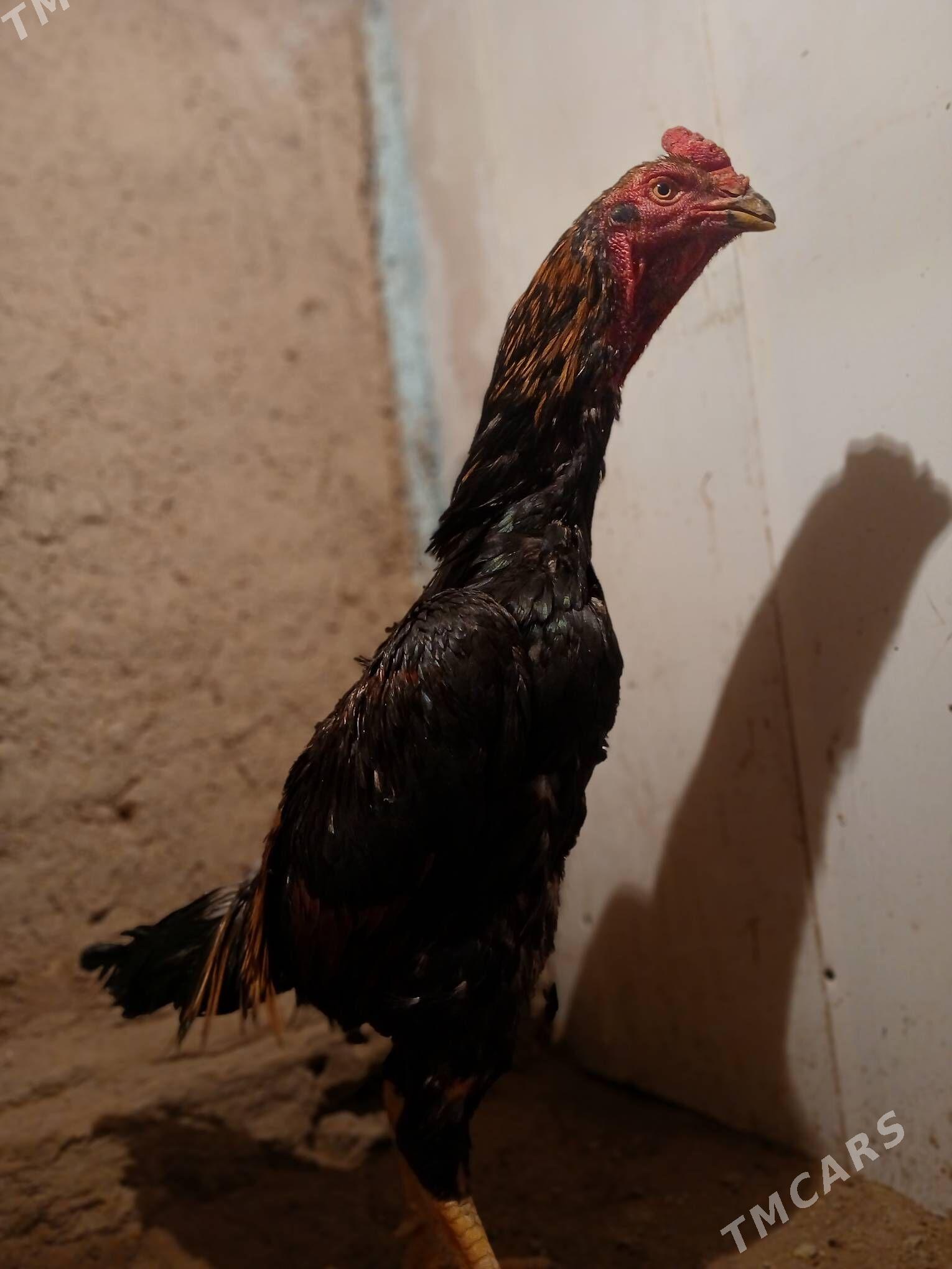 horaz - Daşoguz - img 4