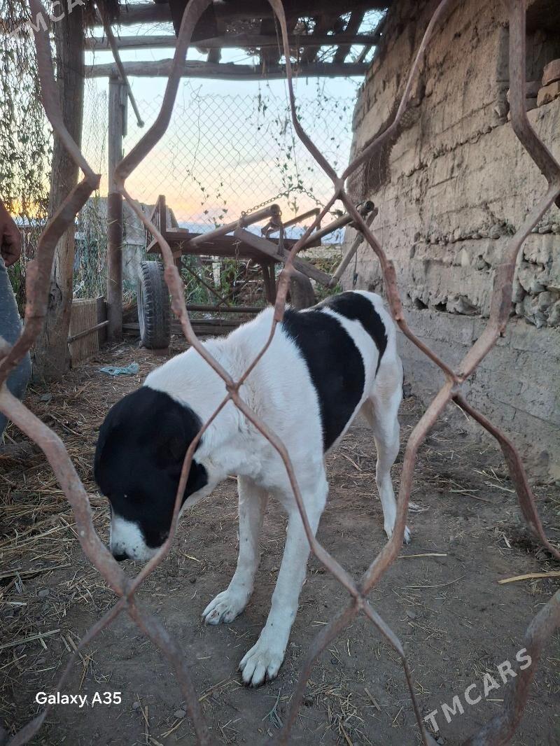 alabaý iti - Туркменабат - img 4